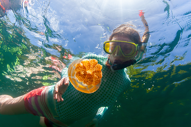 golden jellyfish in lake at Palau