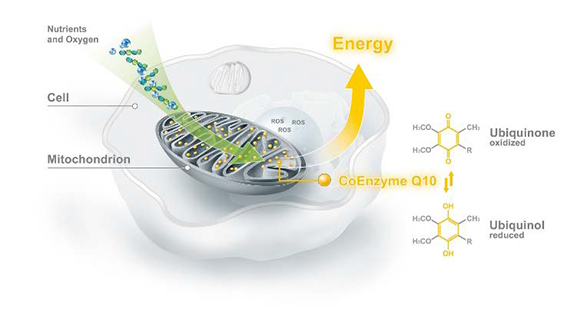 Célula, estudio Nivea para Coenzima Q 10