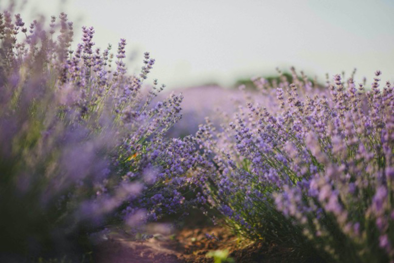 campo de lavanda